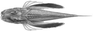 To NMNH Extant Collection (Lepidotrigla pectoralis P14715 illustration)
