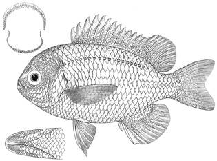 To NMNH Extant Collection (Lepicephalochromis cupreus P14674 illustration)