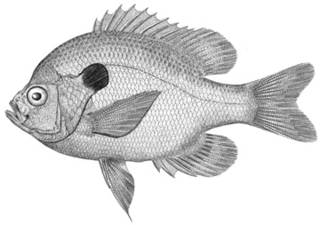 To NMNH Extant Collection (Lepomis pallidus P14725 illustration)