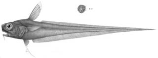 To NMNH Extant Collection (Macrourus macronemus P14175 illustration)