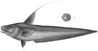 To NMNH Extant Collection (Macrourus microps P14176 illustration)