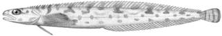 To NMNH Extant Collection (Leptoclinus P14766 illustration)