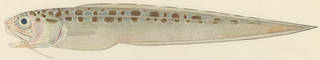 To NMNH Extant Collection (Leptophidium marmoratum P14771 illustration)