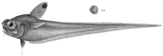 To NMNH Extant Collection (Macrurus lucifer P14194 illustration)