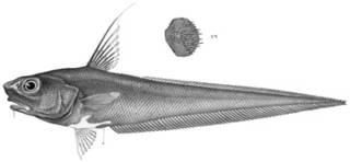 To NMNH Extant Collection (Macrourus asprellus P14251 illustration)