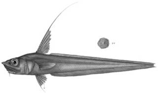 To NMNH Extant Collection (Macrourus hyostomus P14253 illustration)