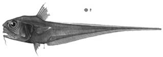 To NMNH Extant Collection (Macrourus camurus P14256 illustration)