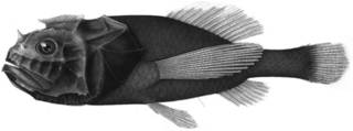To NMNH Extant Collection (Melamphaes unicornis P14010 illustration)