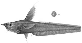 To NMNH Extant Collection (Mataeocephalus adustus P14073 illustration)