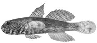To NMNH Extant Collection (Mars strigilliceps P14082 illustration)