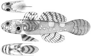To NMNH Extant Collection (Mars ocelliopercularis P14083 illustration)