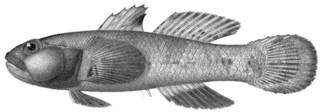To NMNH Extant Collection (Mapo crassiceps P14094 illustration)