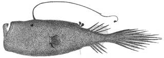 To NMNH Extant Collection (Mancalias P14116 illustration)