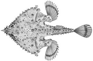 To NMNH Extant Collection (Malthopsis tiarella P14141 illustration)