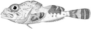 To NMNH Extant Collection (Malacocottus zonurus P08308 illustration)