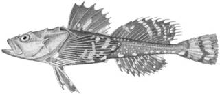 To NMNH Extant Collection (Myoxocephalus jaok P14059 illustration)