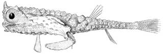 To NMNH Extant Collection (Malthopsis mitriger P14139 illustration)