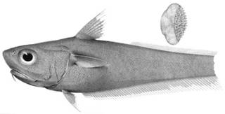 To NMNH Extant Collection (Malacocephalus nipponensis P14148 illustration)