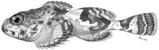 To NMNH Extant Collection (Malacocottus kincaidi P14149 illustration)