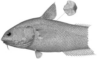 To NMNH Extant Collection (Malacocephalus abyssorum P14166 illustration)
