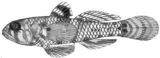 To NMNH Extant Collection (Mahidolia pagoensis P14173 illustration)