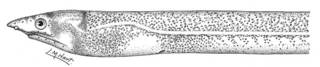 To NMNH Extant Collection (Sphagebranchus moseri P05329 illustration)