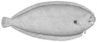 To NMNH Extant Collection (Solea vulgaris P05357 illustration)