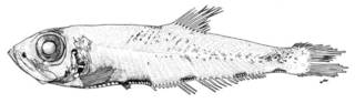 To NMNH Extant Collection (Sonoda paucilampa P05365 illustration)