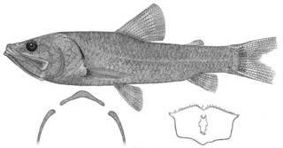 To NMNH Extant Collection (Solivomer arenidens P05366 illustration)