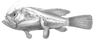To NMNH Extant Collection (Sladenia remiger P05376 illustration)