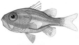 To NMNH Extant Collection (Siphamia cuprea P05393 illustration)