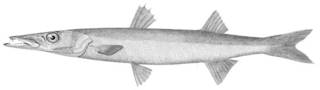 To NMNH Extant Collection (Sphyraena borealis P01144 illustration)