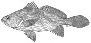 To NMNH Extant Collection (Stellifer ericymba peruana P05221 illustration)