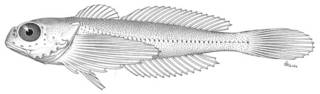 To NMNH Extant Collection (Stelgidonotus latifrons P05239 illustration)