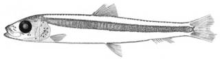 To NMNH Extant Collection (Spratelloides atrofasciatus P05248 illustration)