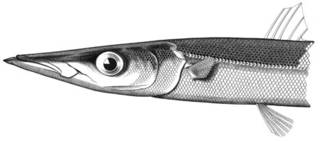 To NMNH Extant Collection (Sphyraena helleri P05270 illustration)