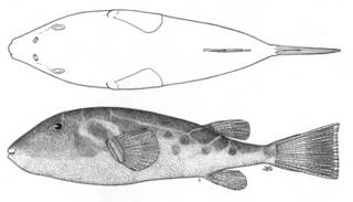 To NMNH Extant Collection (Sphoeroides sechurae P05290 illustration)