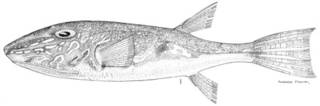 To NMNH Extant Collection (Spheroides dorsalis P05319 illustration)