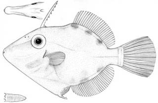 To NMNH Extant Collection (Stephanolepis retrospinnis P05132 illustration)
