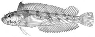 To NMNH Extant Collection (Starksia holderi P05178 illustration)