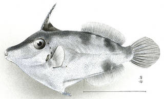 To NMNH Extant Collection (Stephanolepis pricei P05207 illustration)