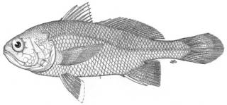 To NMNH Extant Collection (Stellifer pizarroensis P05245 illustration)