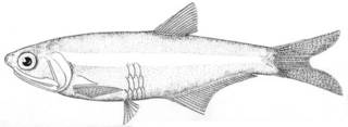 To NMNH Extant Collection (Anchoa compressa P00607 illustration)