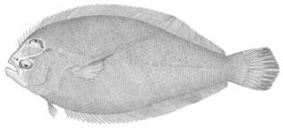 To NMNH Extant Collection (Syacium papillosum P05068 illustration)