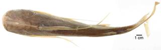 To NMNH Extant Collection (Aelurichthys pinnimaculatus USNM 123011 syntype photograph dorsal view)