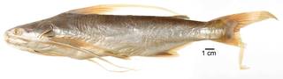 To NMNH Extant Collection (Aelurichthys pinnimaculatus USNM 123011 syntype photograph lateral view)