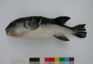 To NMNH Extant Collection (Takifugu chinensis USNM 393301 photograph lateral view)