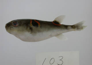 To NMNH Extant Collection (Takifugu ocellatus USNM 393303 photograph lateral view)