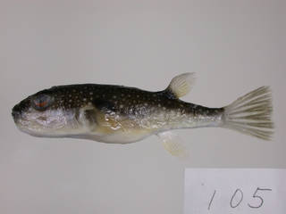 To NMNH Extant Collection (Takifugu niphobles USNM 393305 photograph lateral view)