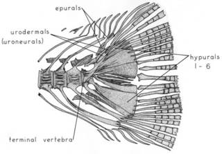 To NMNH Extant Collection (Spirinchus thaleichthys P15383 illustration)
